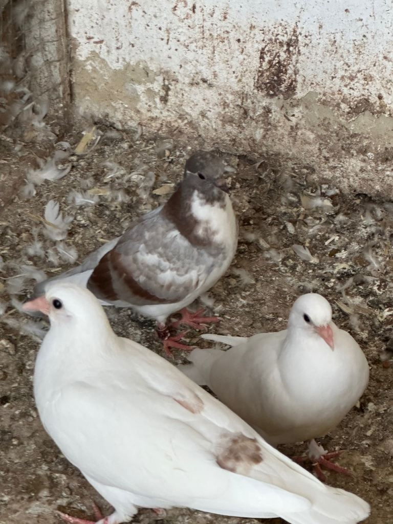 Pigeons for sale