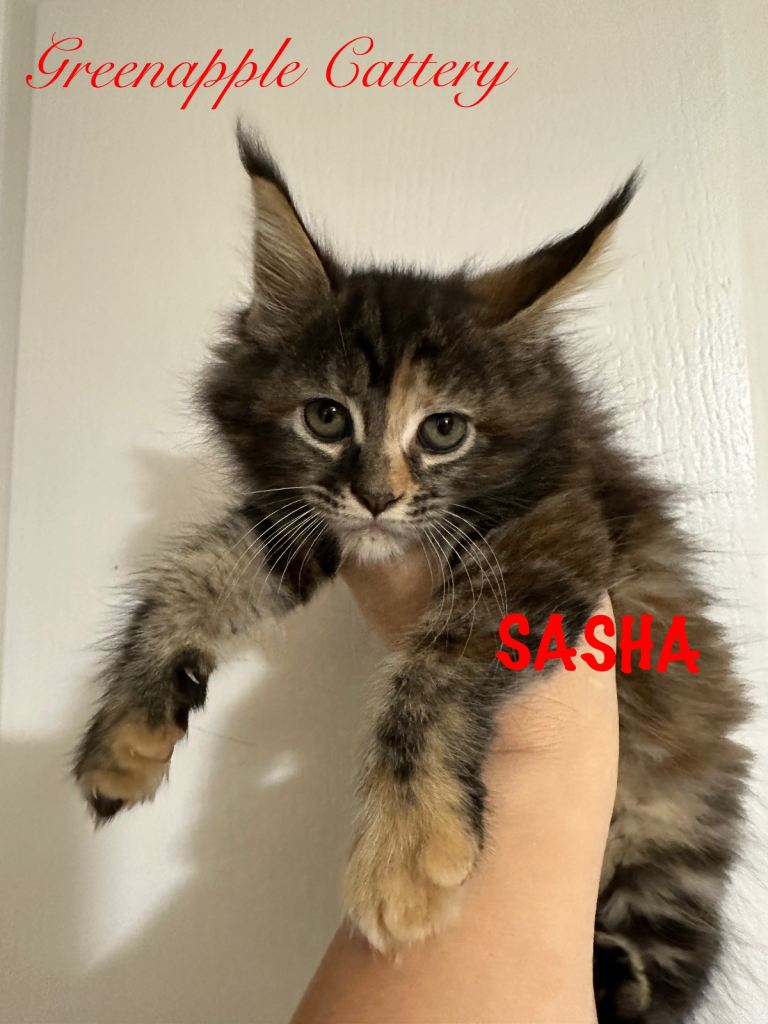 TICA Registered Full Pedigree Maine Coon Kittens
