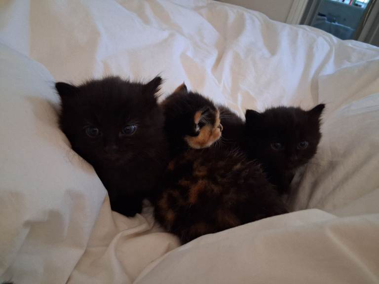 Kittens - 2 Black and 2 Tortoishell Kittens - Available 19 June