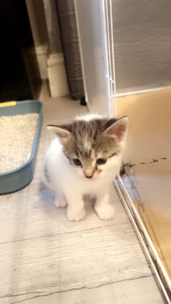 5 kittens, 3 girls and 2 boys long and short hair, for £150 to £180