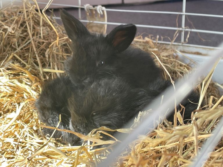 Mini lop babies 
