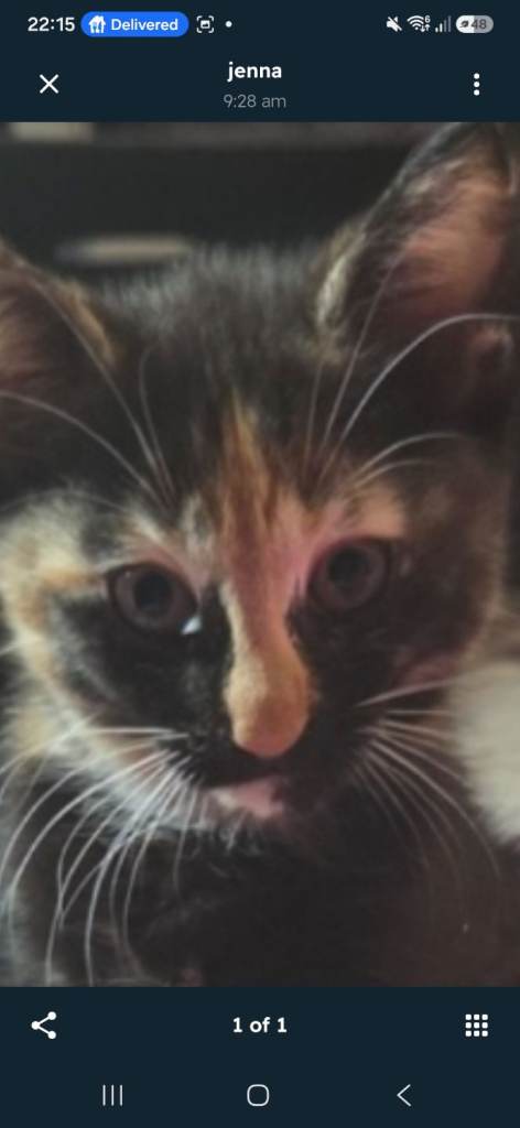 Kittens for sale