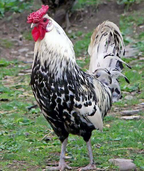 Roosters