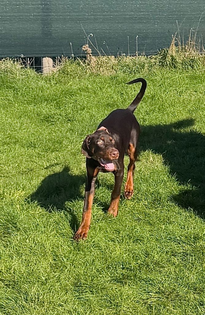 KC reg European Doberman Female puppy