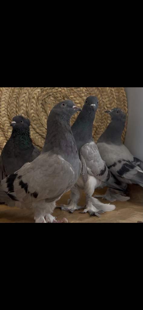 Turkish High quality young pigeons