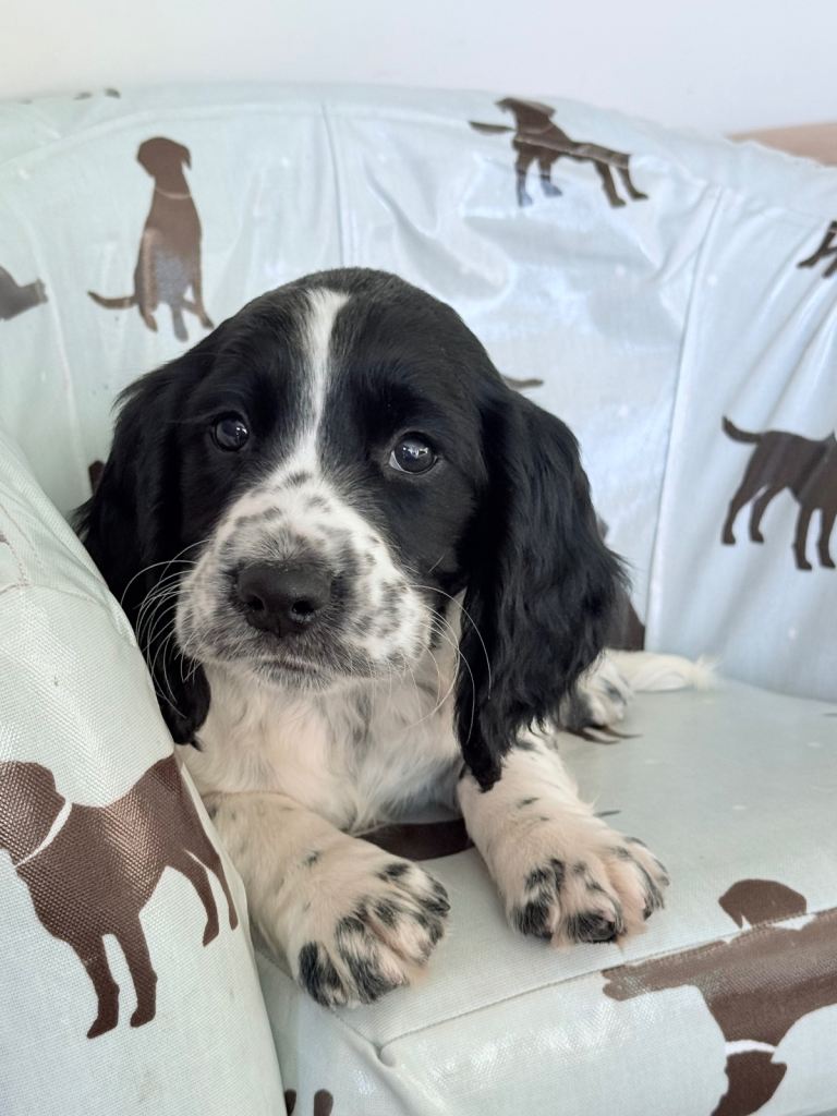 Sprocker Female Puppy Cocker Spaniel X Springer Spaniel