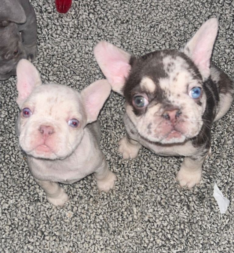 French bulldog puppy 