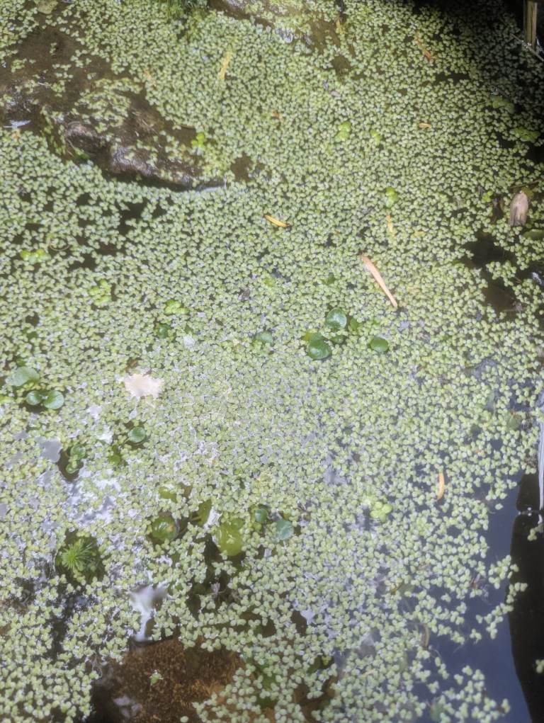 Duckweed pond plant Collection NR7 