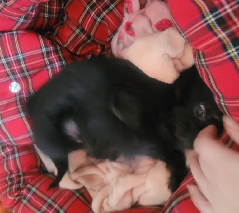 Chihuahua male