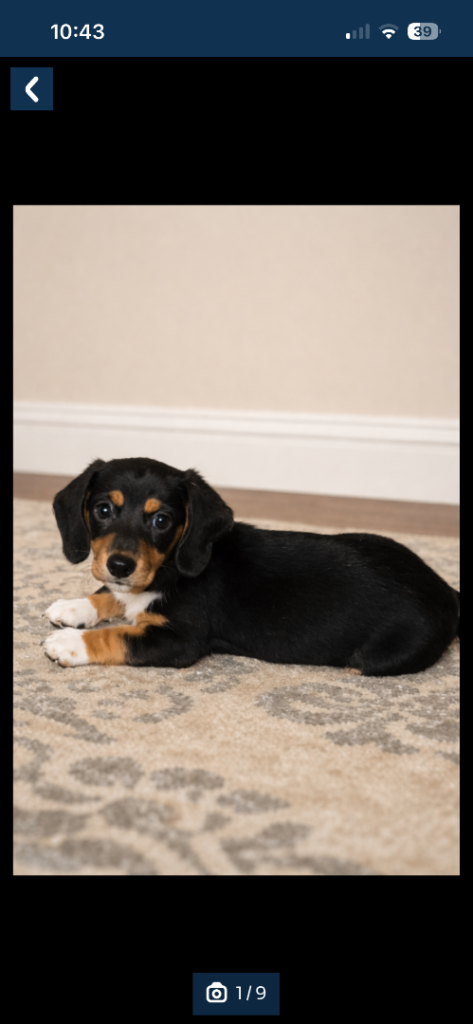 Miniature Dachshund puppy