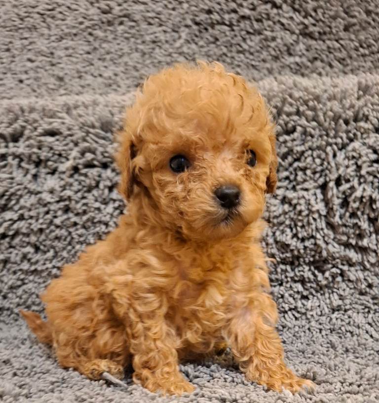 Cavapoo puppies 🐶 health checked 