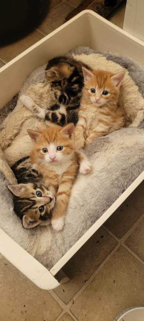 4 kittens 