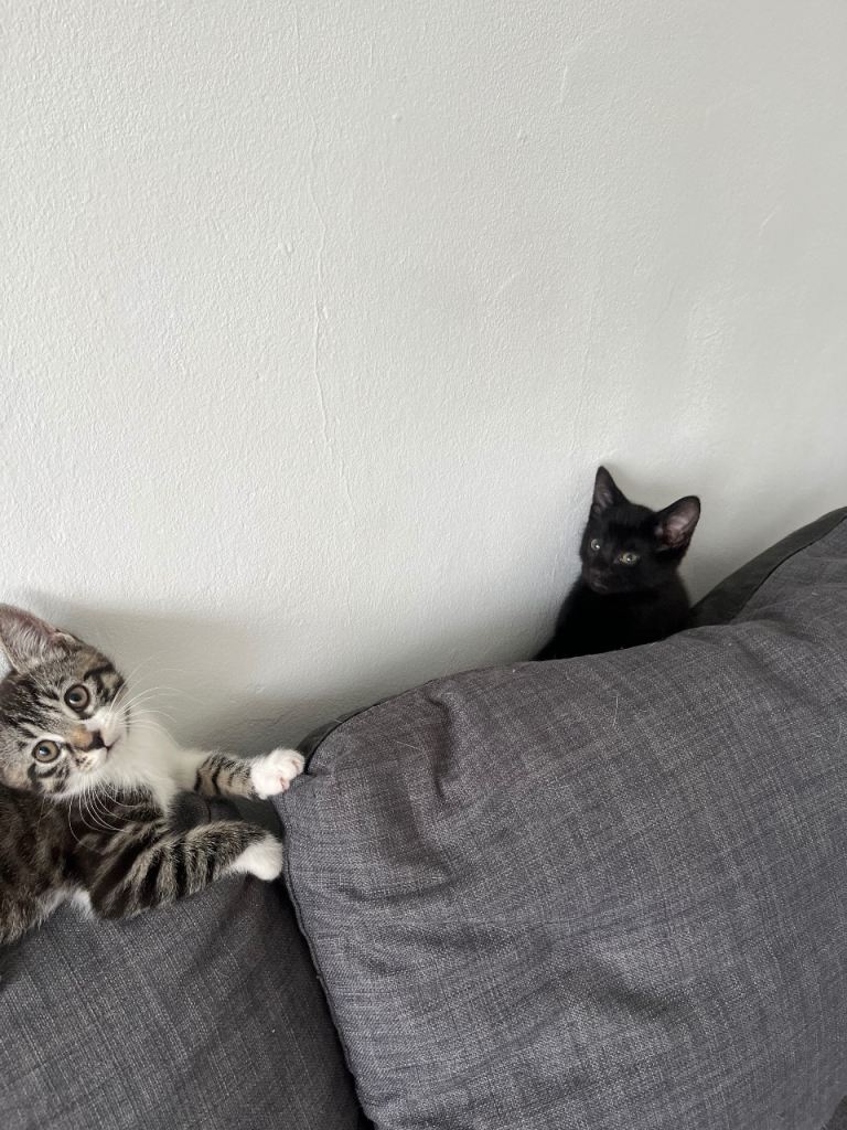 kittens 