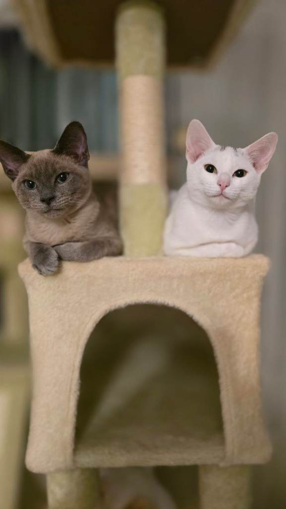 1 brown siamese/ruasian blue & 1 white siamwsw/russian white
