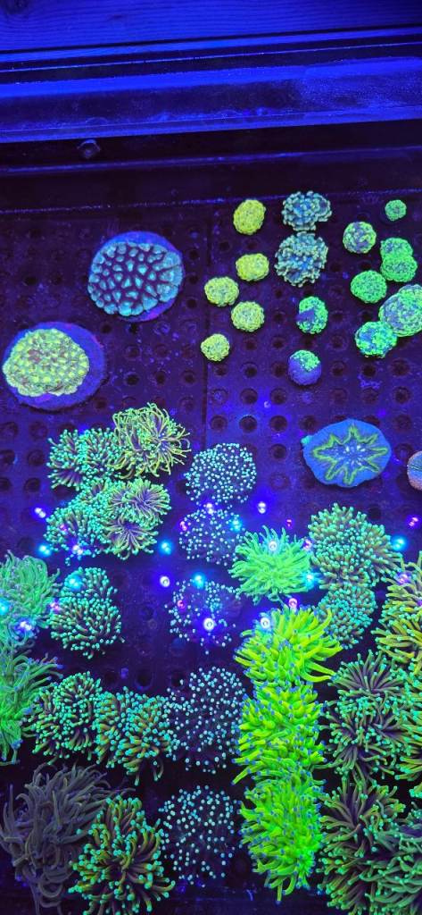 Torch frogspawn hammer coral 