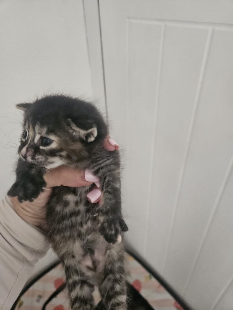 Cross bengals Kittens for sale 