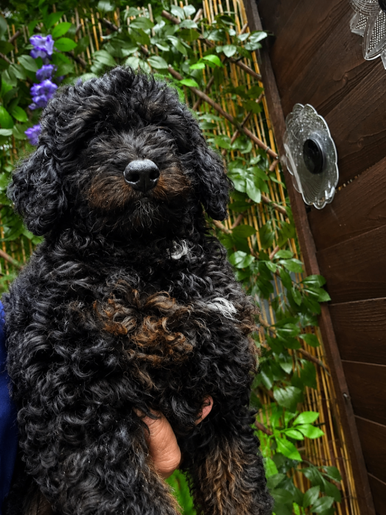 Beautiful Red Cavapoo Boy – Ready for His New Home