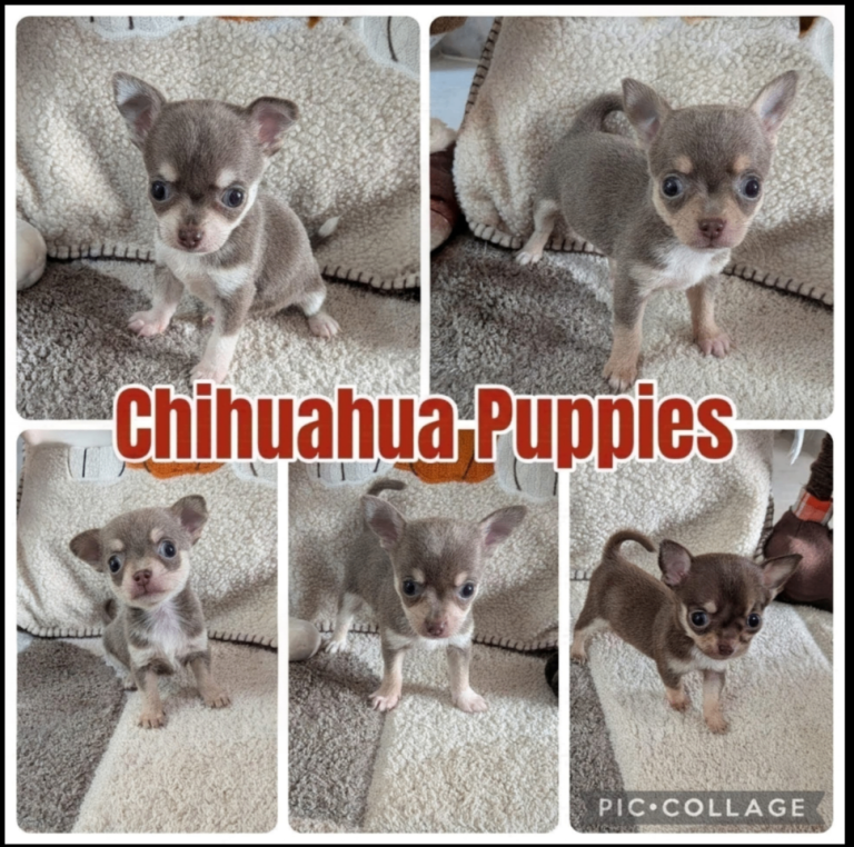 Adorable Chihuahua Puppies 