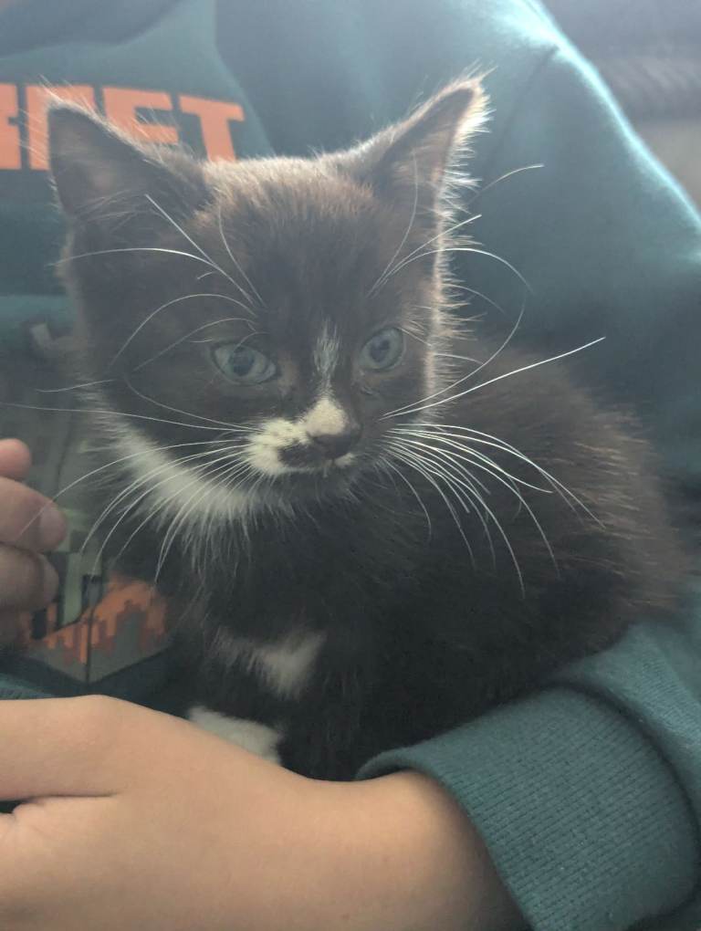 Kitten -girl