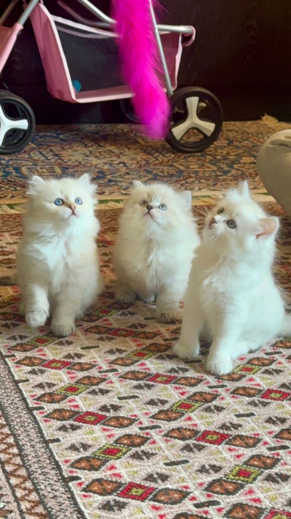 Pure Siberian Neva masquerade kittens