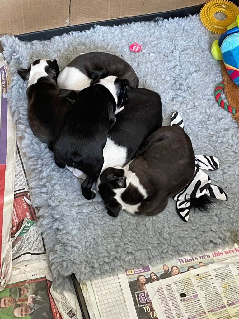 gorgeous litter Bosten Terrier puppies