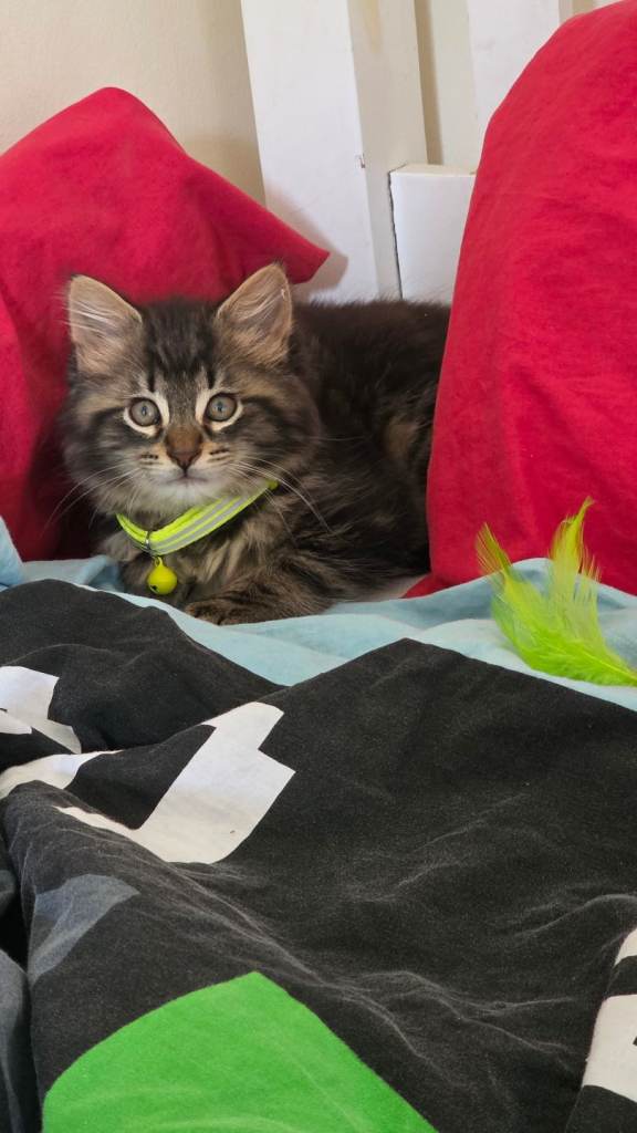Adorable male kitten