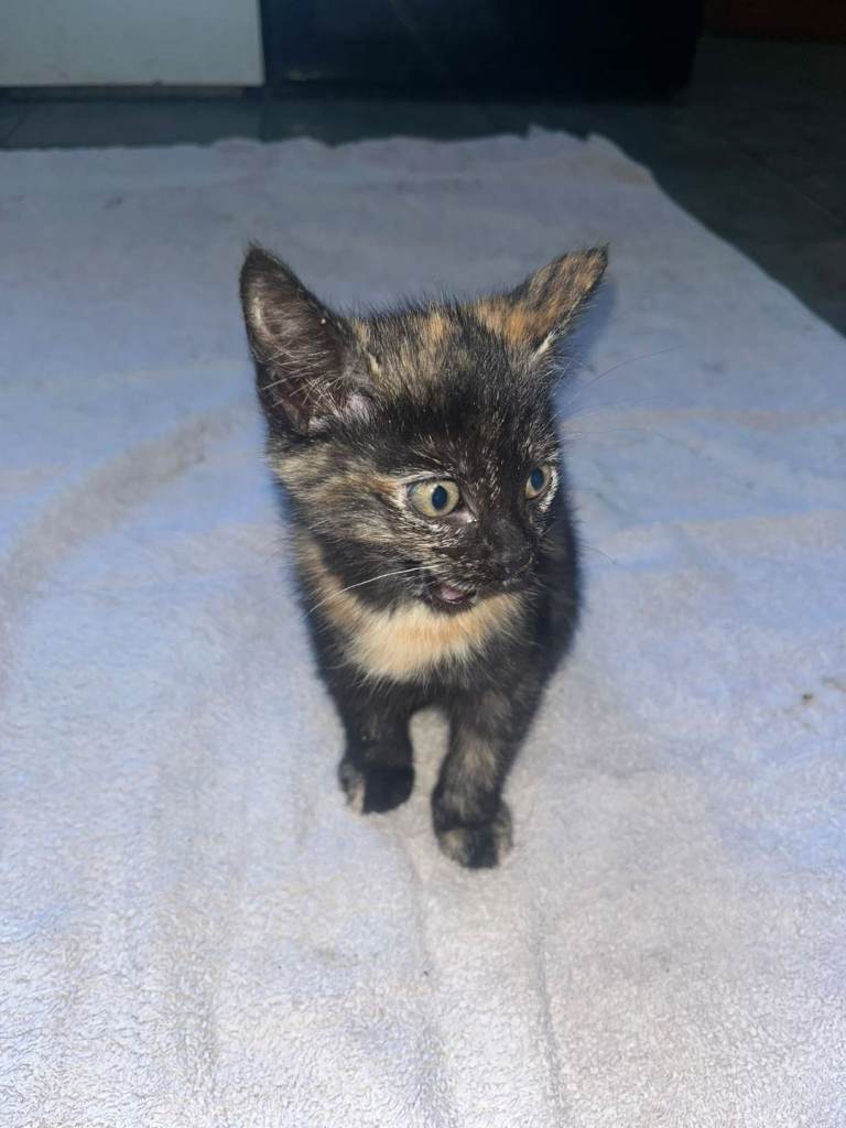 Mixed breed kittens