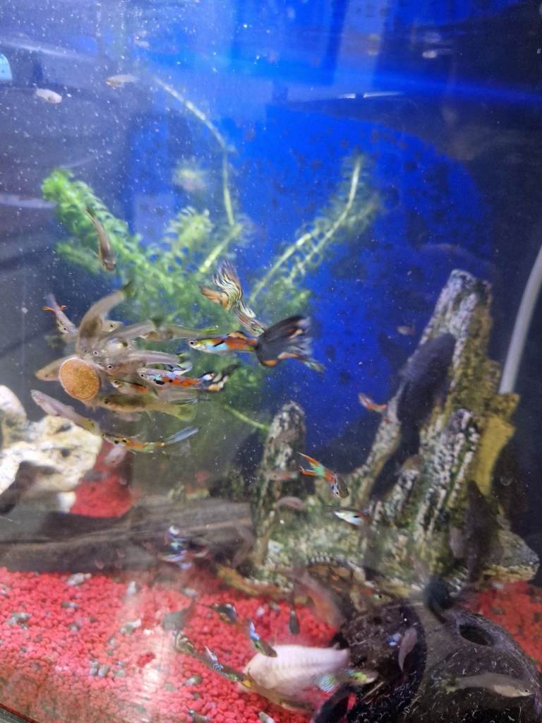 Bristlenose Pleco  and Guppy Aquarium Fish