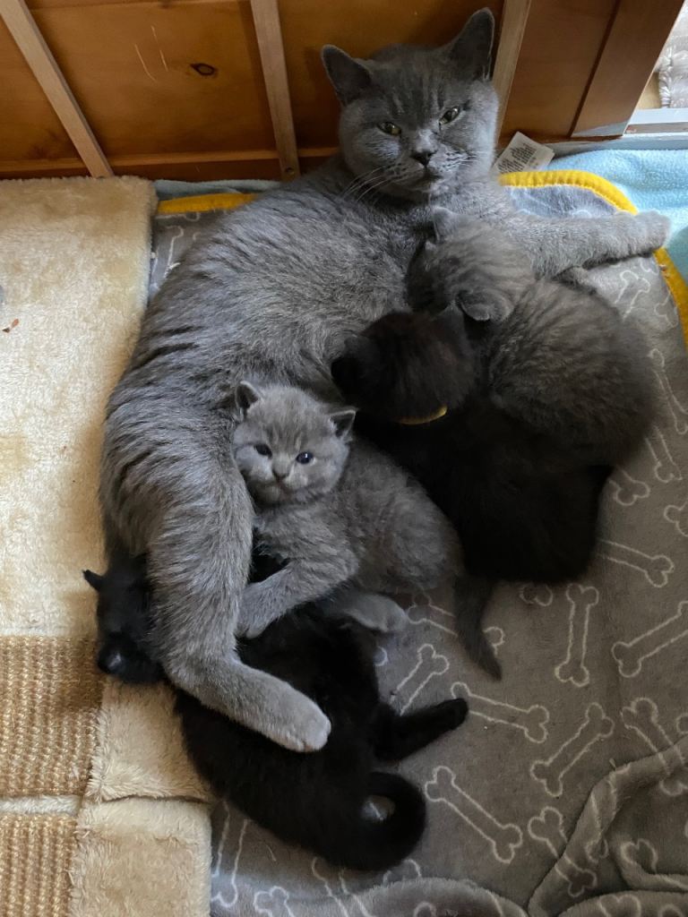 British sweet kittens 6 weeks old 