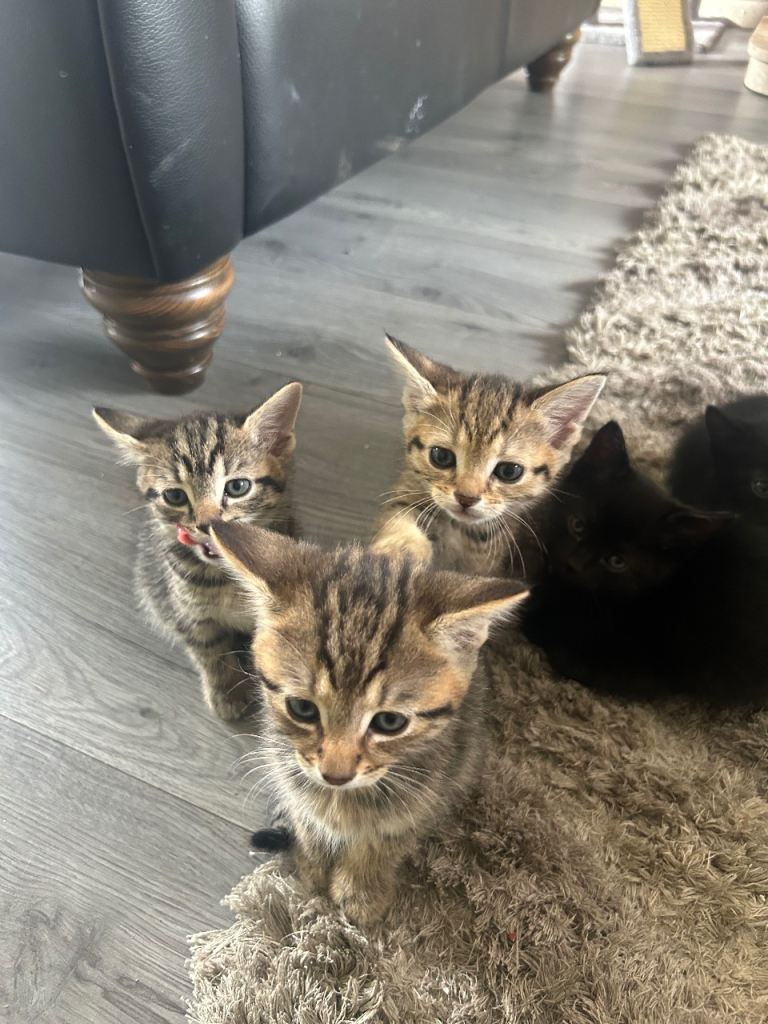 5 beautiful kittens. update 2 tabby females left
