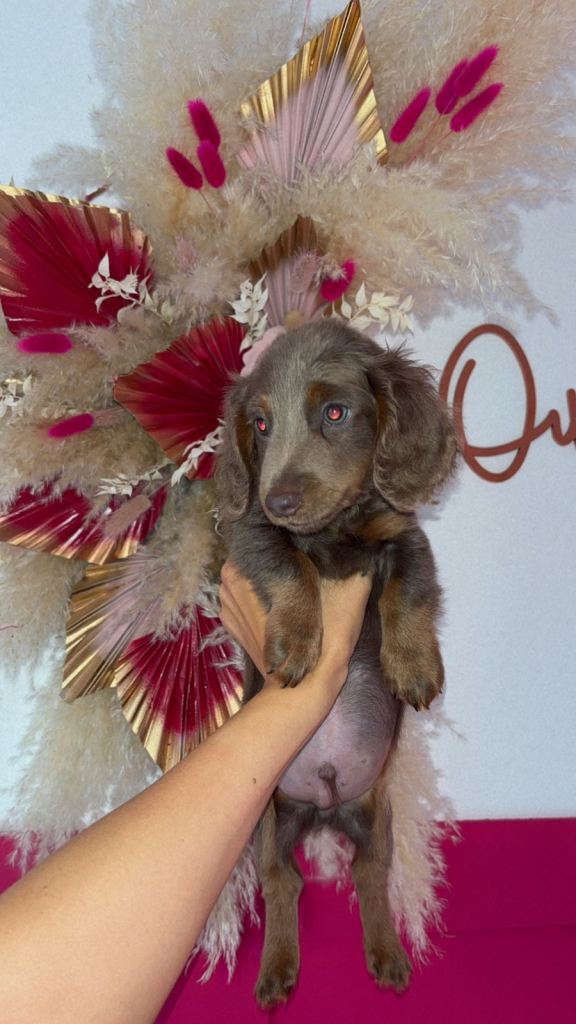 Mini dachshund long haired puppy  
