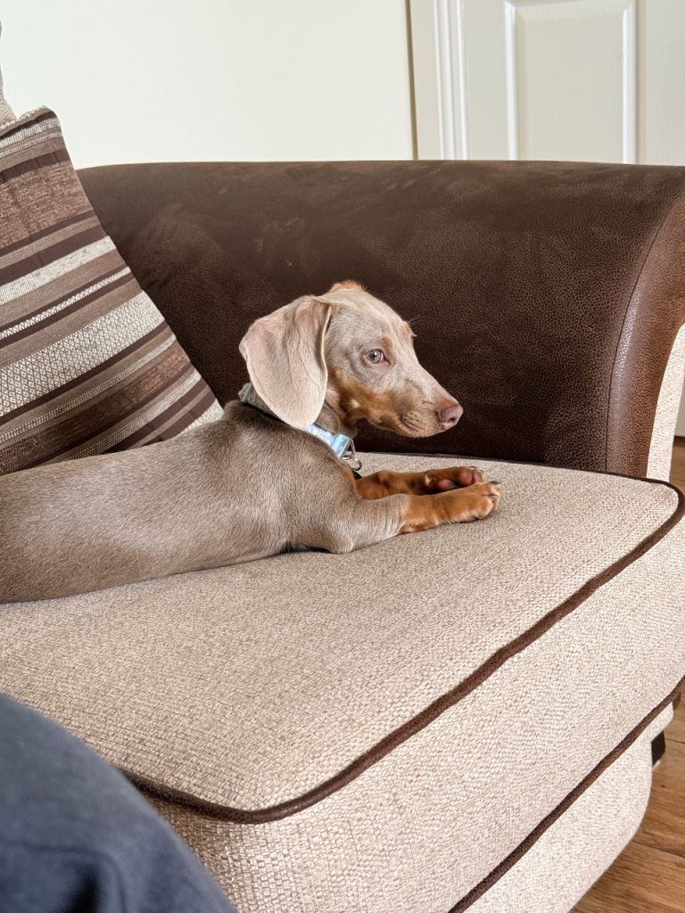 Miniature dachshund born 12th December 2025   