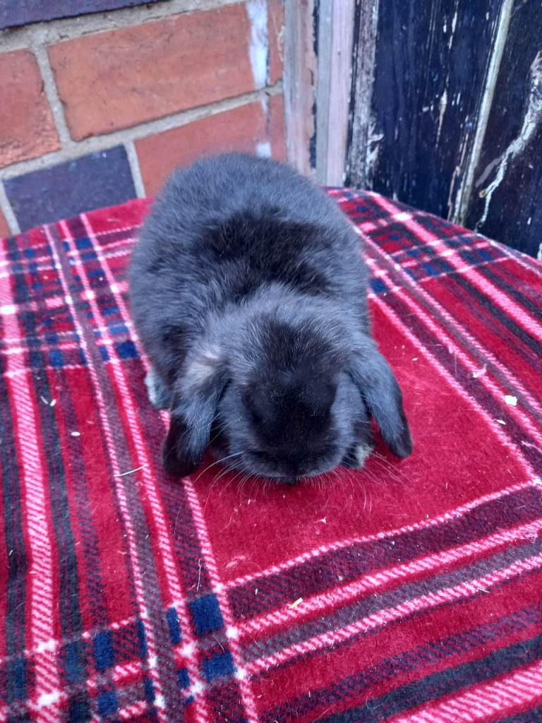 Mini lop /plush lop