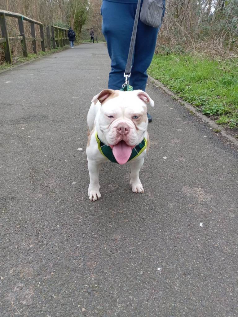 Old english bulldog puppy 12 months old 