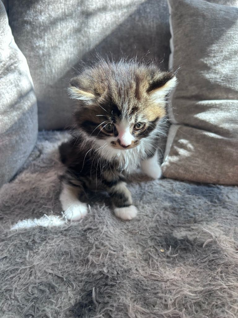 Fluffy tabby Male kitten READY NOW 