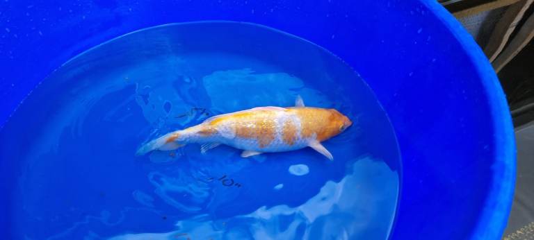 Koi carp for sale