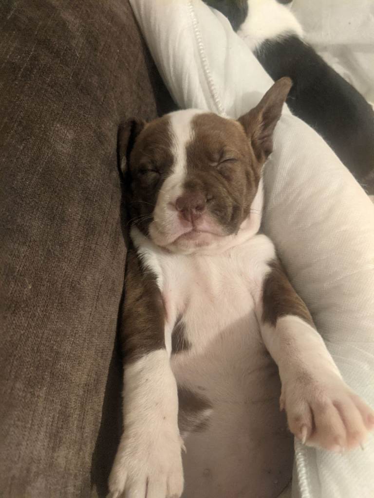 American Johnson bulldog puppies x springer