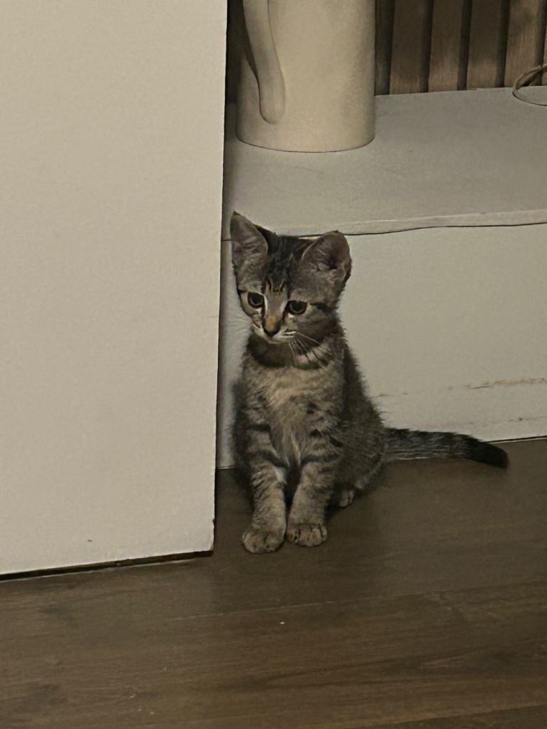 10 week old tabby kitten
