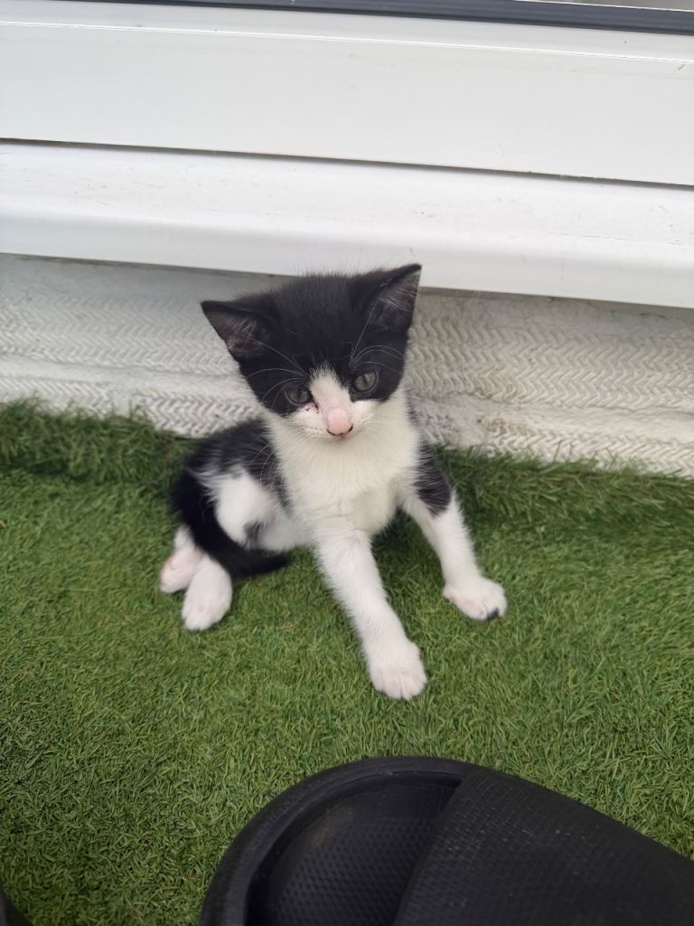 Adorable Kittens Looking for Forever Homes