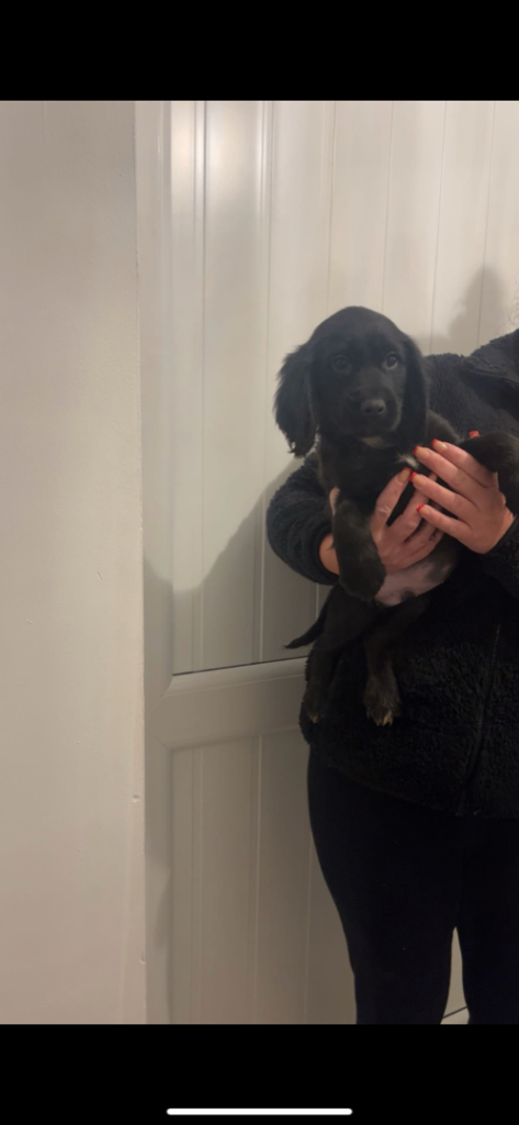 Cocker spaniel puppy