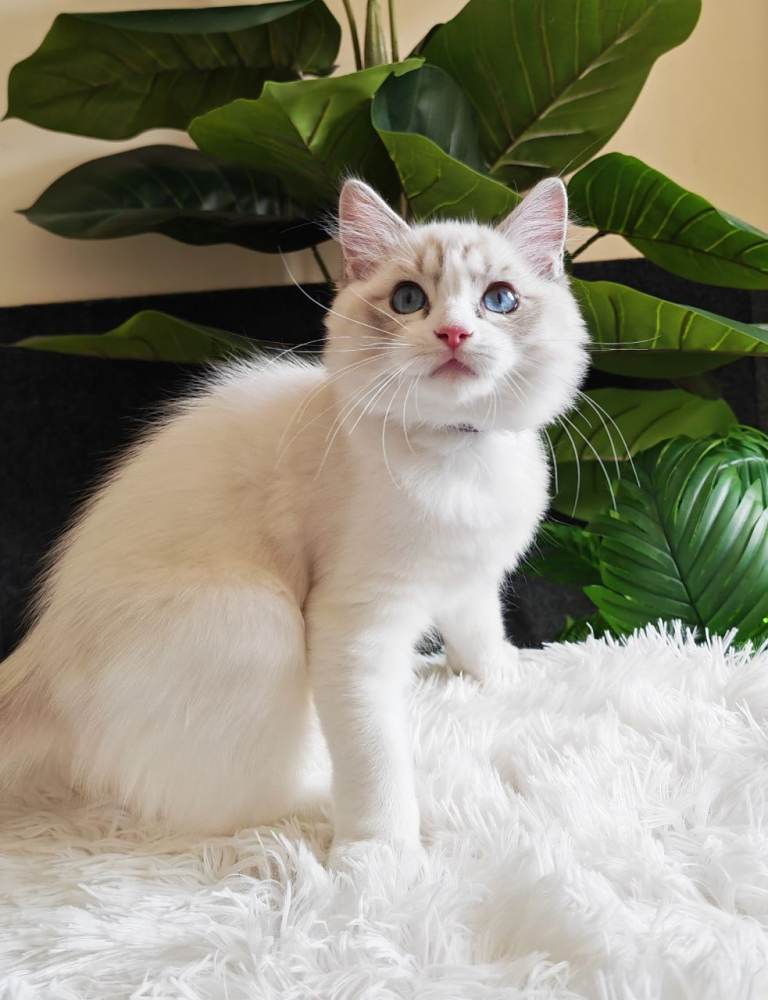 Gccf Registered kittens