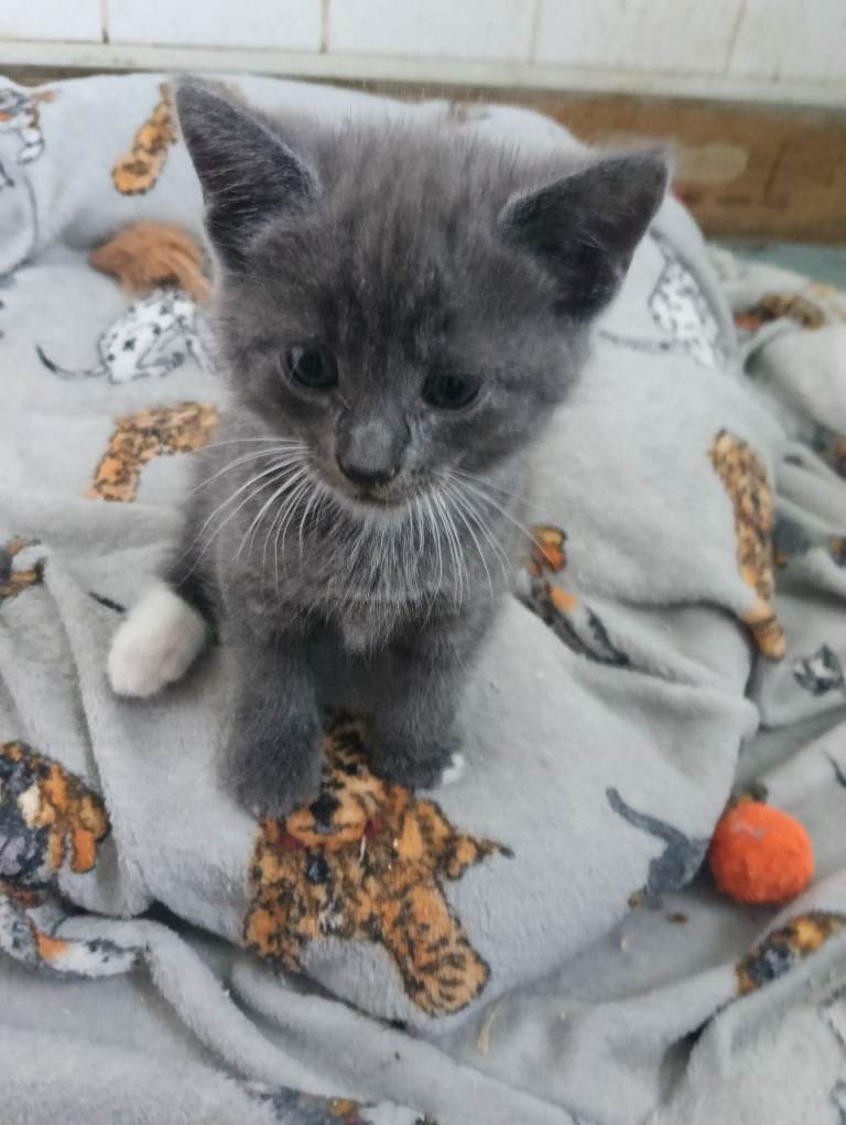 Domestic short and long haired kittens 