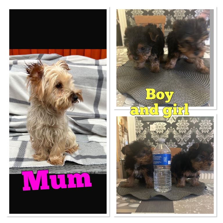 Yorkshire terrier puppies 