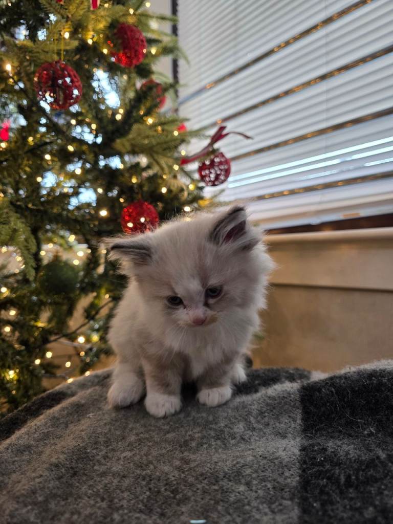 image for Blue Lynx Point Male kitten 8 weeks old. Ready to leave