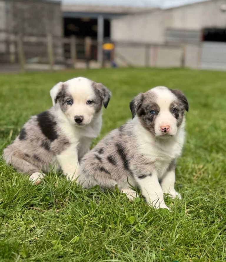 Adorable Australian Sheperd cross puppies