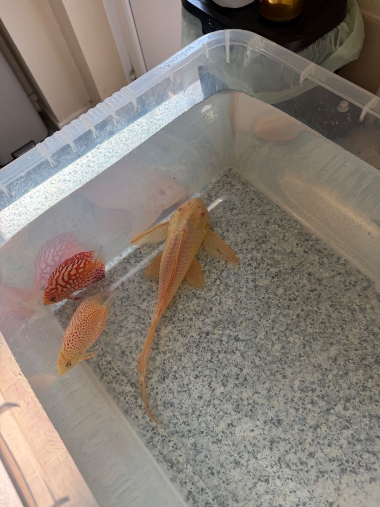 XL albino Gibbicep sailfin pleco