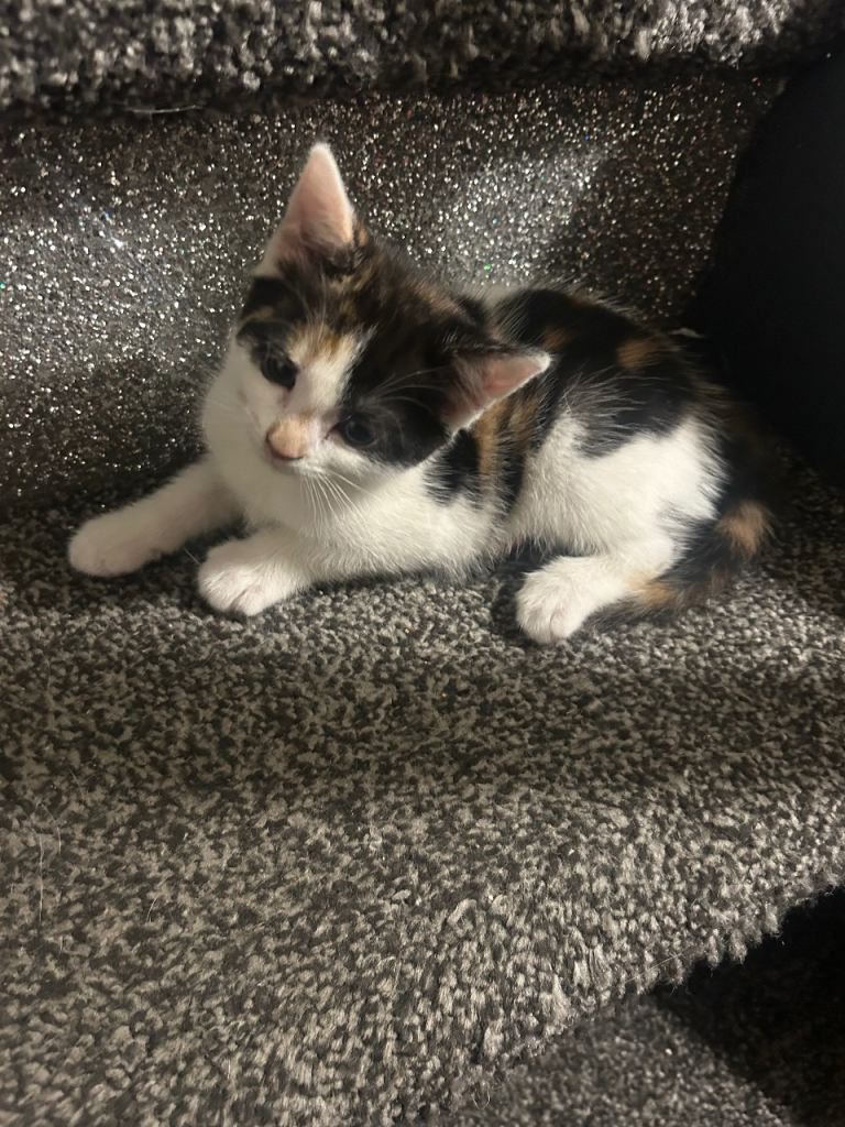 Cute kitten ready to be homed