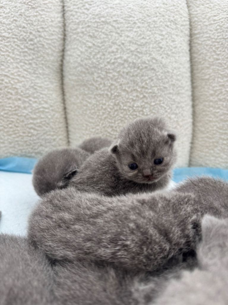 British short hair kittens