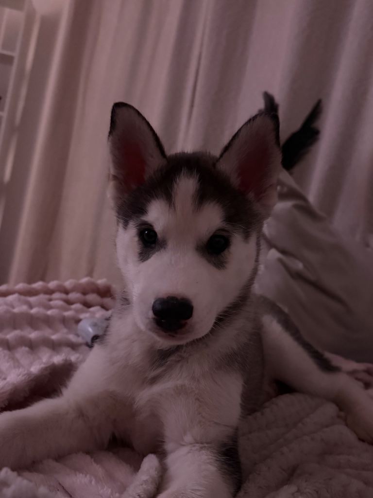 Sirberian husky puppy 