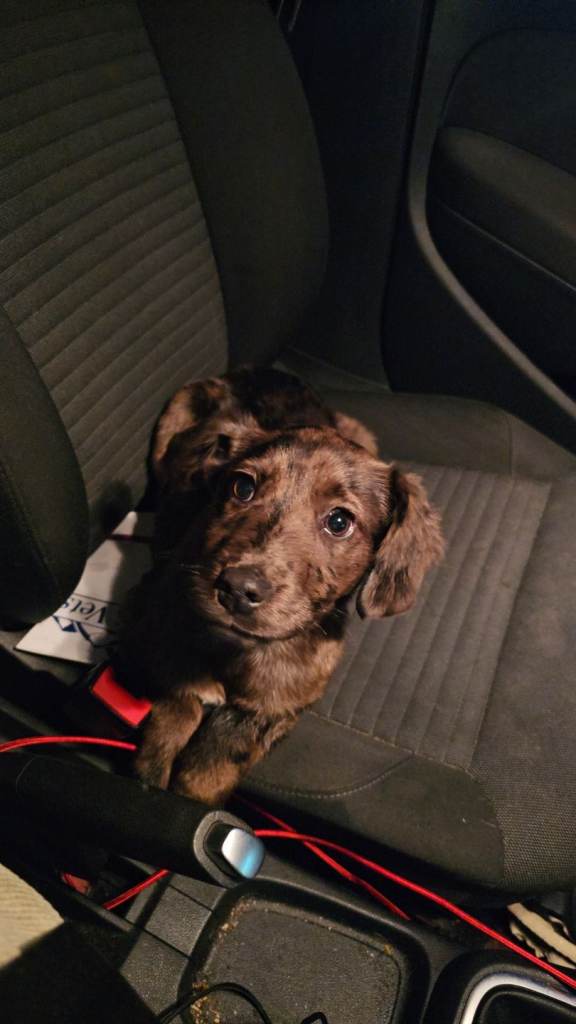 20 Week Old Sprocker Spaniel x Bull Lurcher Bitch